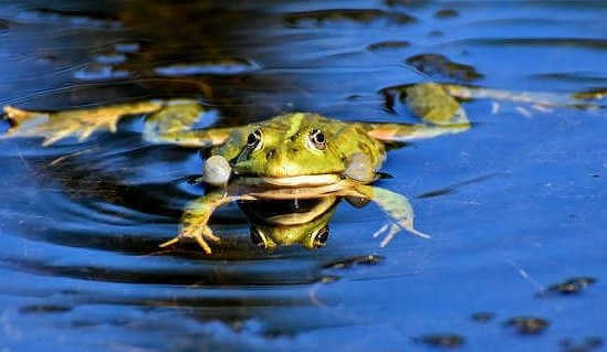 Frog in water