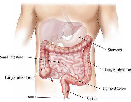 digestive tract