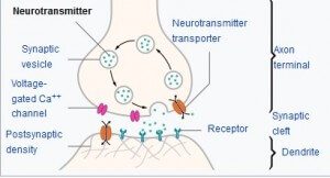 neurotransmitters and receptors
