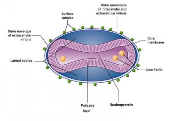 Monkeypox Virus Structure